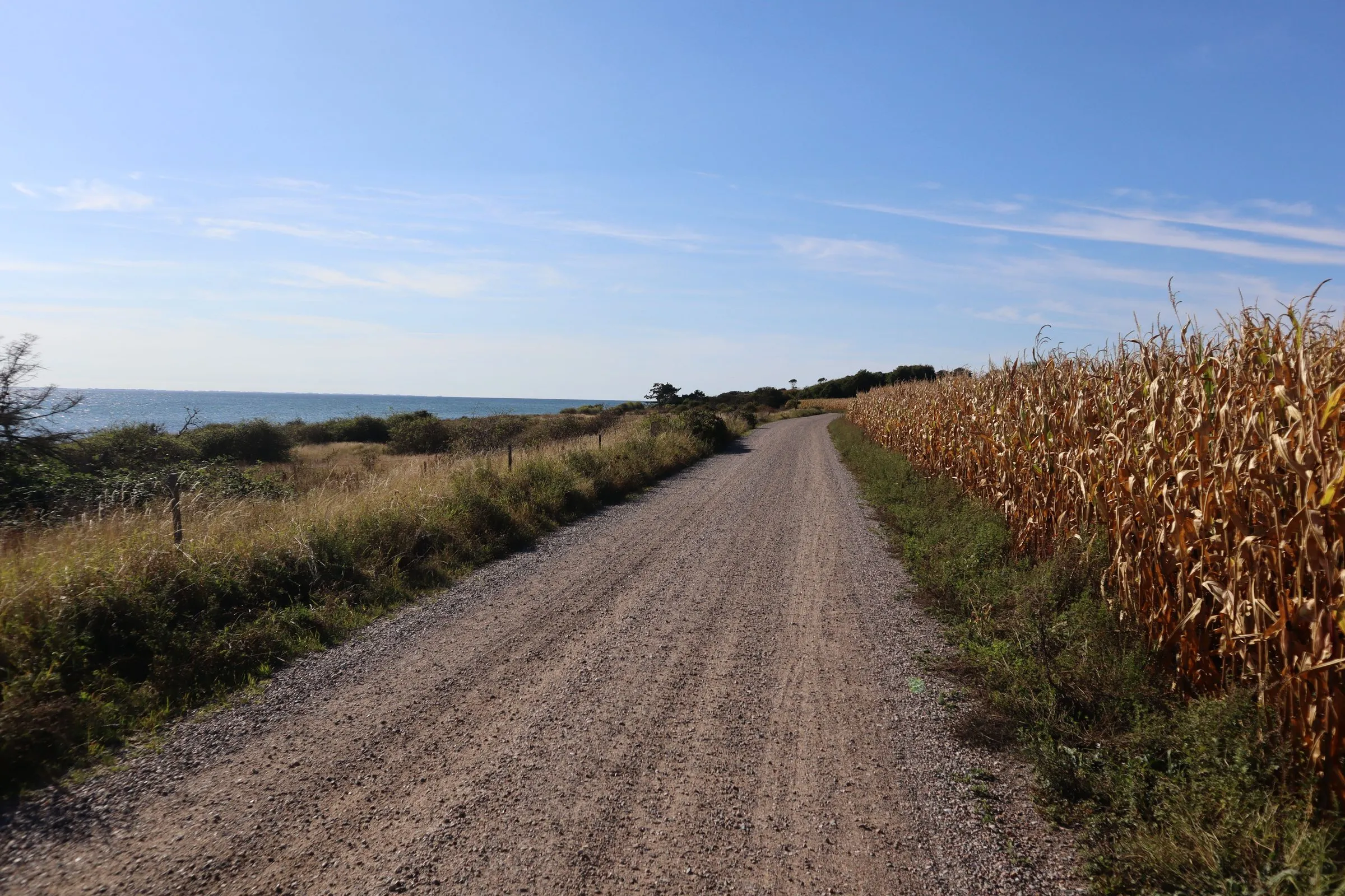 A gravel track between a maize field and the sea on Sjællands Odde